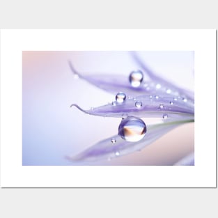 Water Drop Dewdrop Nature Serene Calm Posters and Art